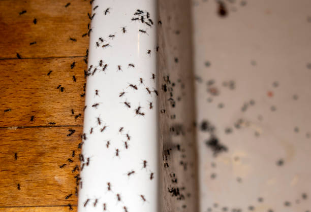 Best Affordable Pest Control Services  in Charlotte, TX